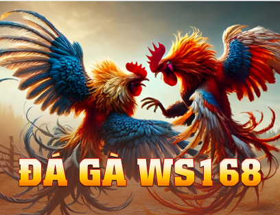 Đá gà WS168